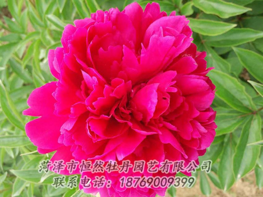 點(diǎn)擊查看詳細(xì)信息<br>標(biāo)題：紅色芍藥 閱讀次數(shù)：943