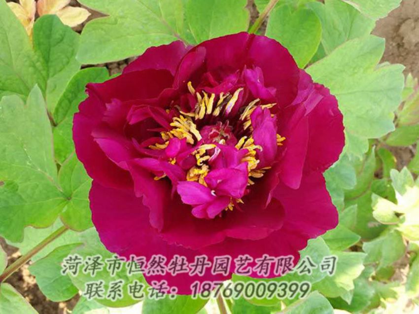 點(diǎn)擊查看詳細(xì)信息<br>標(biāo)題：紅色牡丹 閱讀次數(shù)：1782