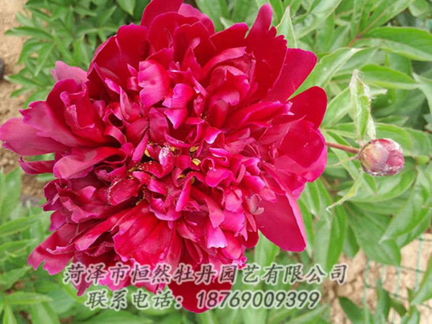 點(diǎn)擊查看詳細(xì)信息<br>標(biāo)題：紅色芍藥 閱讀次數(shù)：985