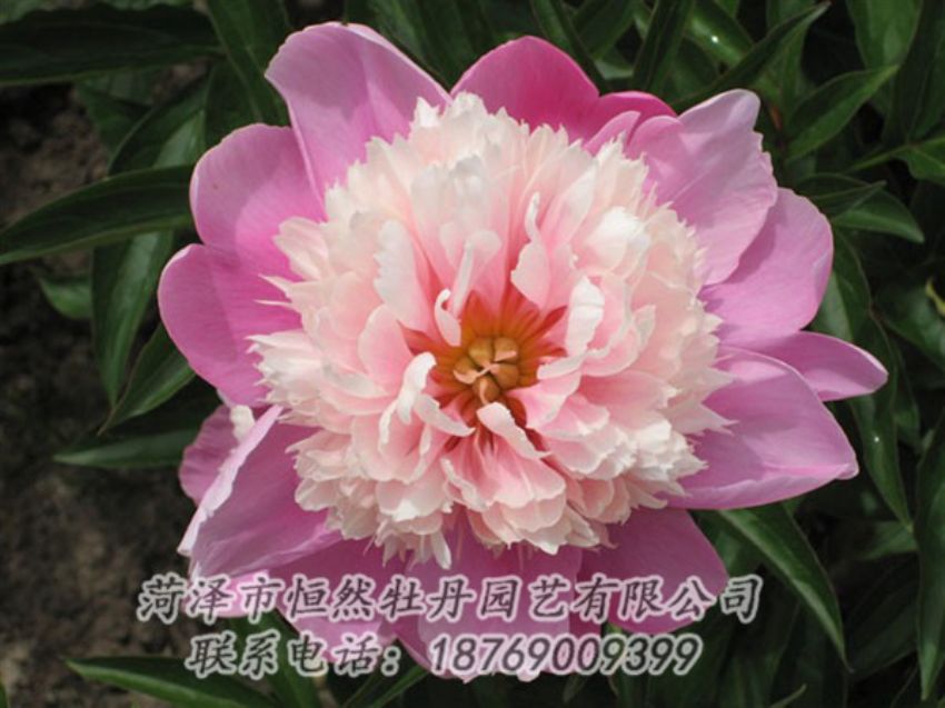 點擊查看詳細信息<br>標題：蓮花臺 閱讀次數(shù)：1947