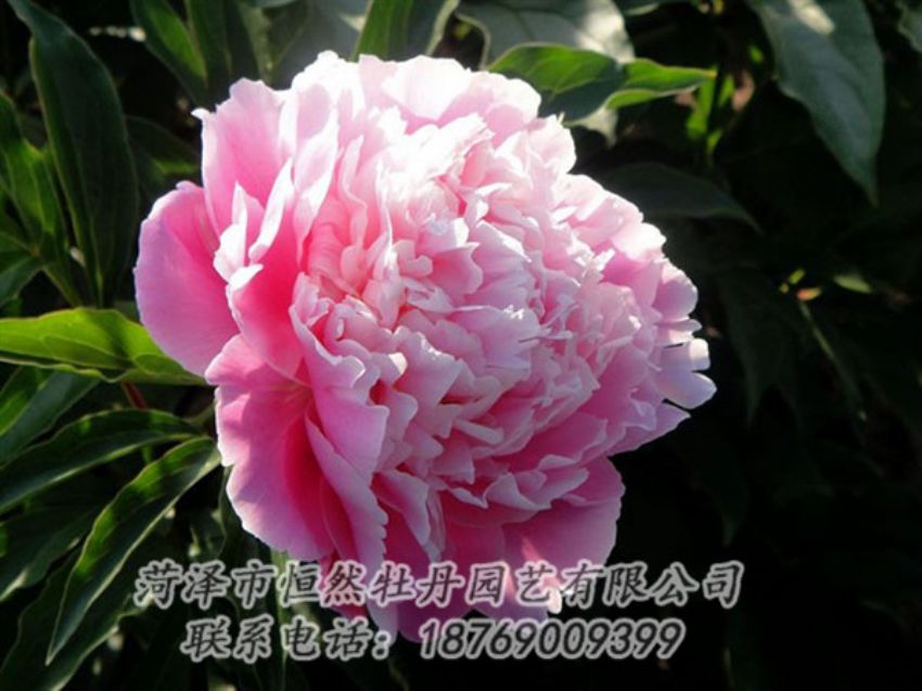 點擊查看詳細(xì)信息<br>標(biāo)題：粉色芍藥 閱讀次數(shù)：1967