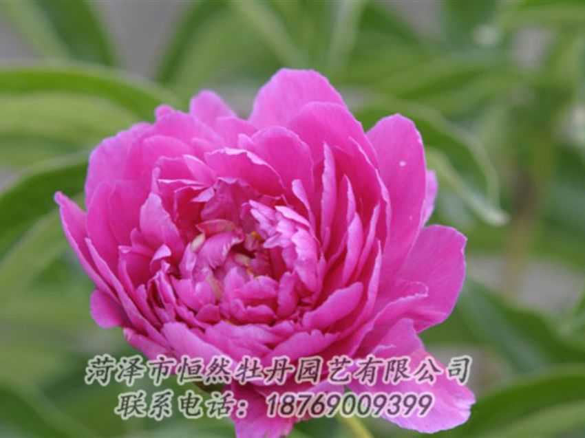 點(diǎn)擊查看詳細(xì)信息<br>標(biāo)題：紅茶花 閱讀次數(shù)：951