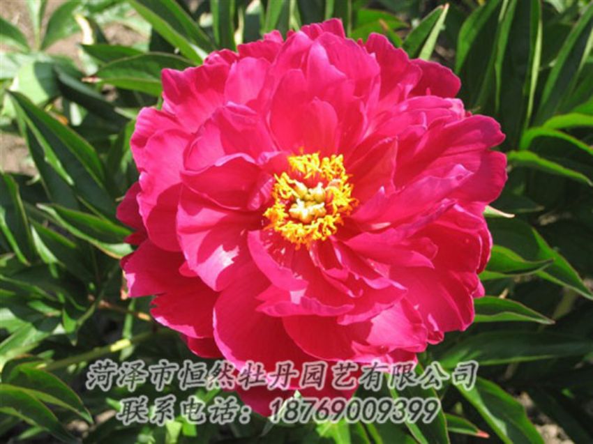 點(diǎn)擊查看詳細(xì)信息<br>標(biāo)題：大紅赤金 閱讀次數(shù)：1000