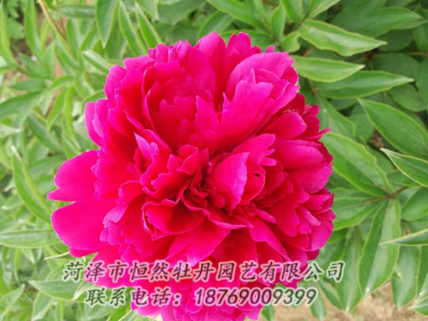 點擊查看詳細(xì)信息<br>標(biāo)題：紅色芍藥 閱讀次數(shù)：943