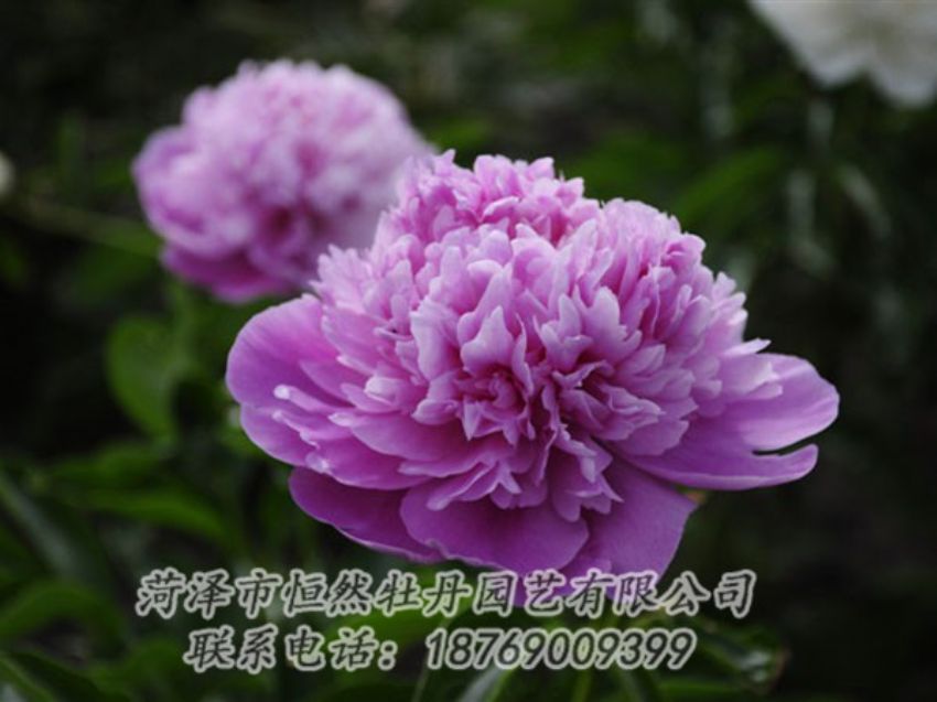 點(diǎn)擊查看詳細(xì)信息<br>標(biāo)題：紫色芍藥 閱讀次數(shù)：1962