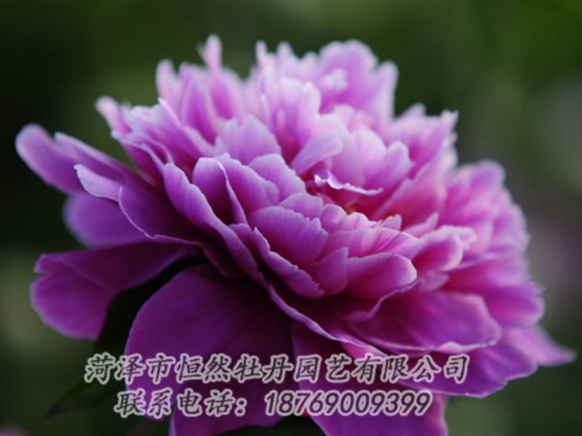 點擊查看詳細(xì)信息<br>標(biāo)題：紫色芍藥 閱讀次數(shù)：1964