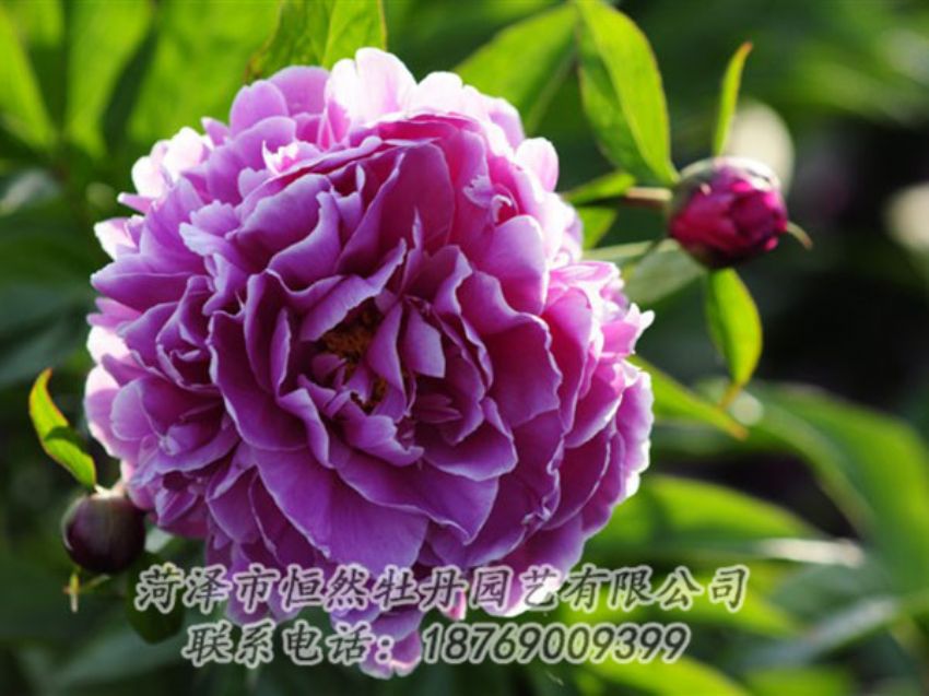 點(diǎn)擊查看詳細(xì)信息<br>標(biāo)題：紫色芍藥 閱讀次數(shù)：1161