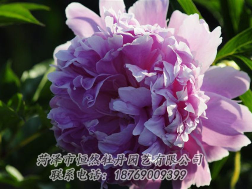 點(diǎn)擊查看詳細(xì)信息<br>標(biāo)題：藍(lán)菊 閱讀次數(shù)：1149