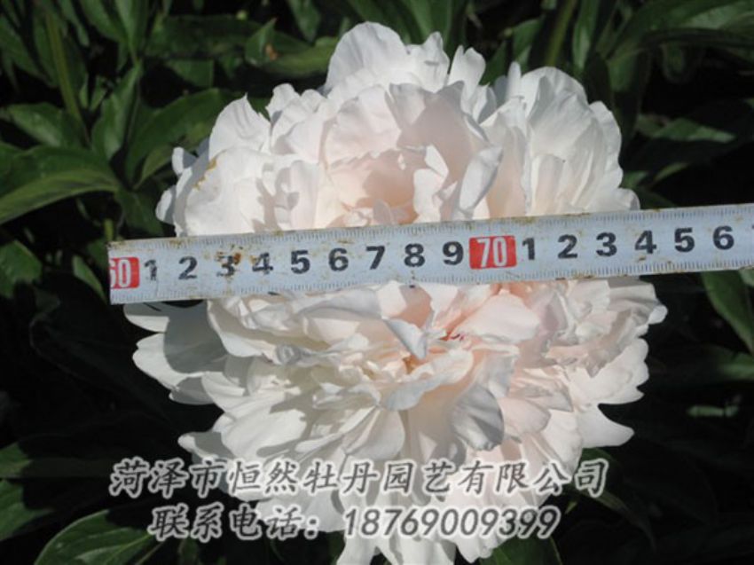 點(diǎn)擊查看詳細(xì)信息<br>標(biāo)題：雪峰 閱讀次數(shù)：1036