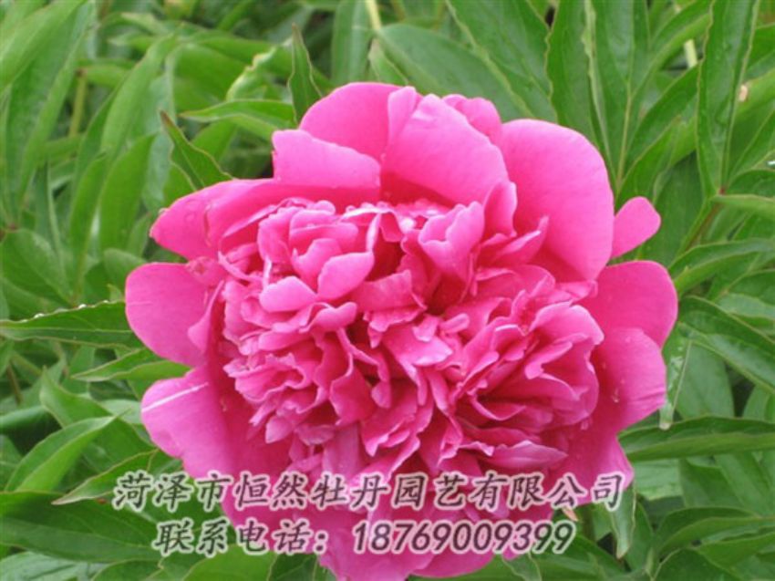 點(diǎn)擊查看詳細(xì)信息<br>標(biāo)題：永生紅 閱讀次數(shù)：966