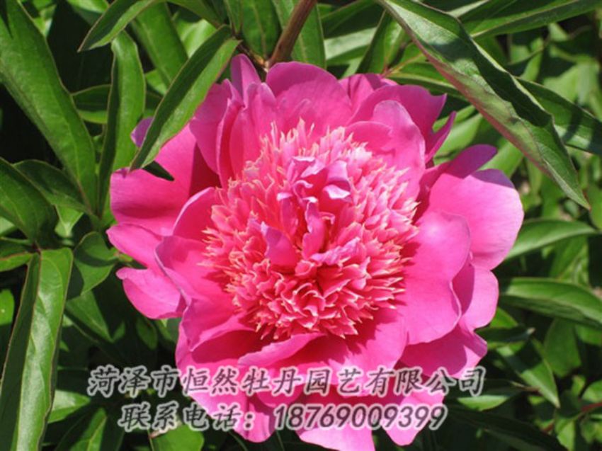 點(diǎn)擊查看詳細(xì)信息<br>標(biāo)題：紅繡球 閱讀次數(shù)：945