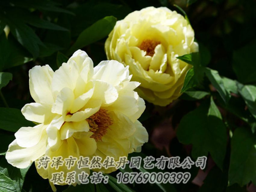 點擊查看詳細信息<br>標(biāo)題：黃色芍藥 閱讀次數(shù)：1125