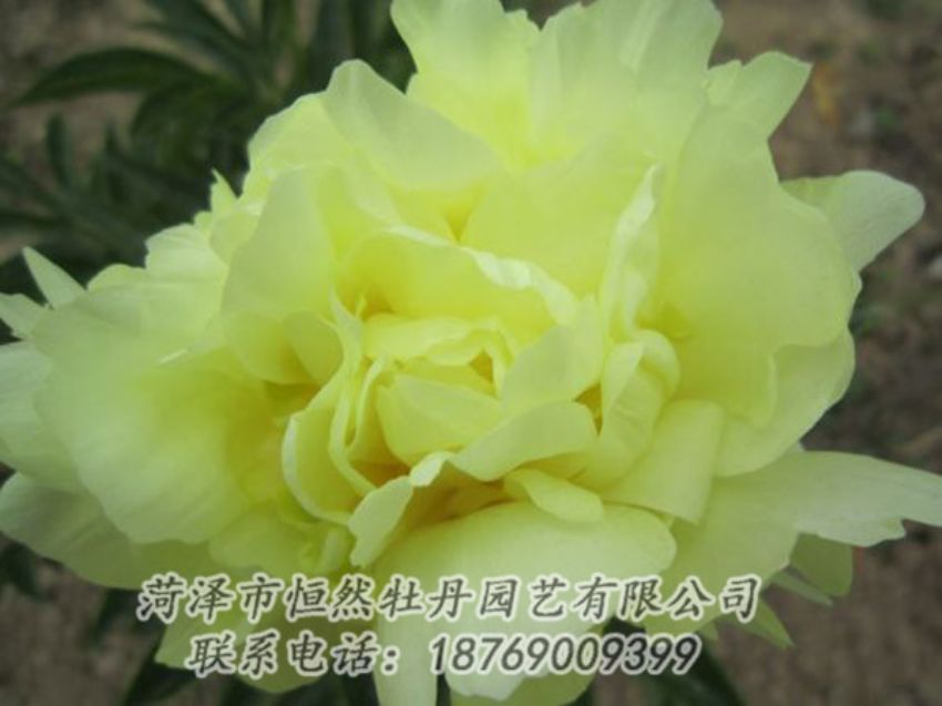 點擊查看詳細信息<br>標(biāo)題：黃色芍藥 閱讀次數(shù)：1147