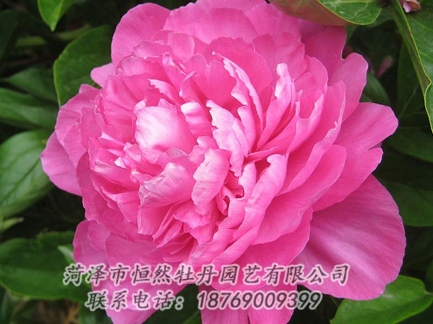 點(diǎn)擊查看詳細(xì)信息<br>標(biāo)題：紅色芍藥 閱讀次數(shù)：991