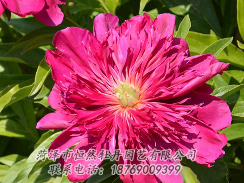 點(diǎn)擊查看詳細(xì)信息<br>標(biāo)題：紅色芍藥 閱讀次數(shù)：1038