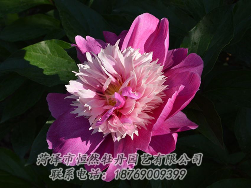 點(diǎn)擊查看詳細(xì)信息<br>標(biāo)題：紅色芍藥 閱讀次數(shù)：1144