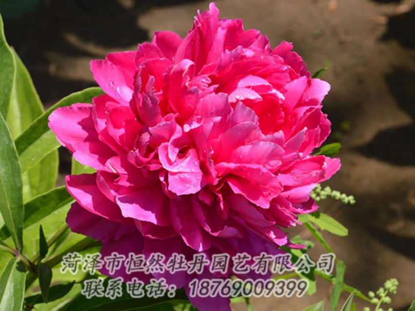 點(diǎn)擊查看詳細(xì)信息<br>標(biāo)題：紅色芍藥 閱讀次數(shù)：1048