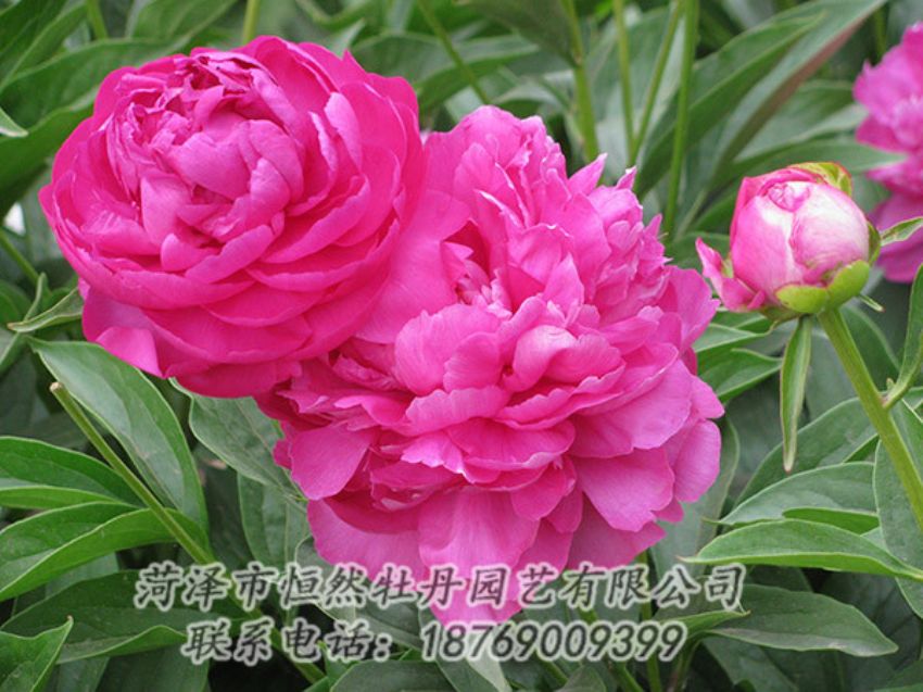 點(diǎn)擊查看詳細(xì)信息<br>標(biāo)題：紅色芍藥 閱讀次數(shù)：1087