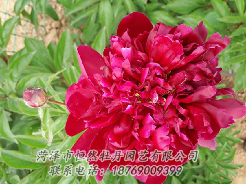 點擊查看詳細信息<br>標題：紅色芍藥 閱讀次數(shù)：1093