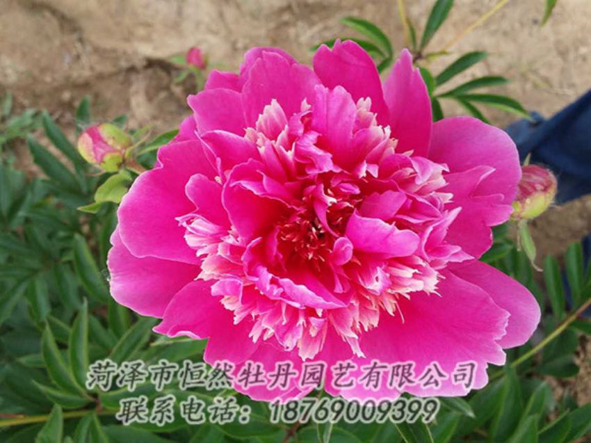 點(diǎn)擊查看詳細(xì)信息<br>標(biāo)題：紅色芍藥 閱讀次數(shù)：1127