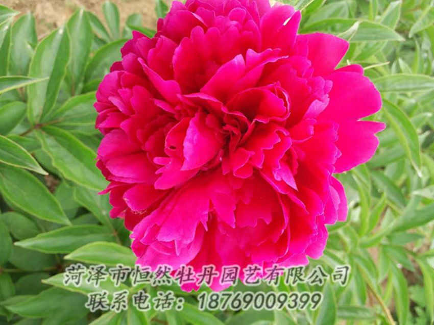 點(diǎn)擊查看詳細(xì)信息<br>標(biāo)題：紅色芍藥 閱讀次數(shù)：1159