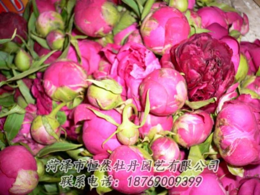 點擊查看詳細(xì)信息<br>標(biāo)題：芍藥切花 閱讀次數(shù)：1912