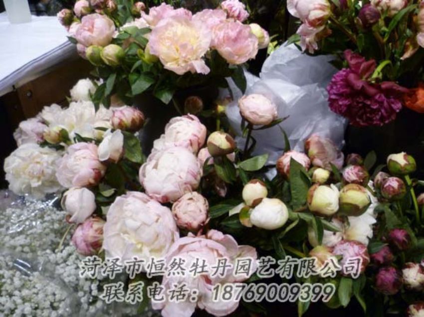 點(diǎn)擊查看詳細(xì)信息<br>標(biāo)題：芍藥切花 閱讀次數(shù)：2043