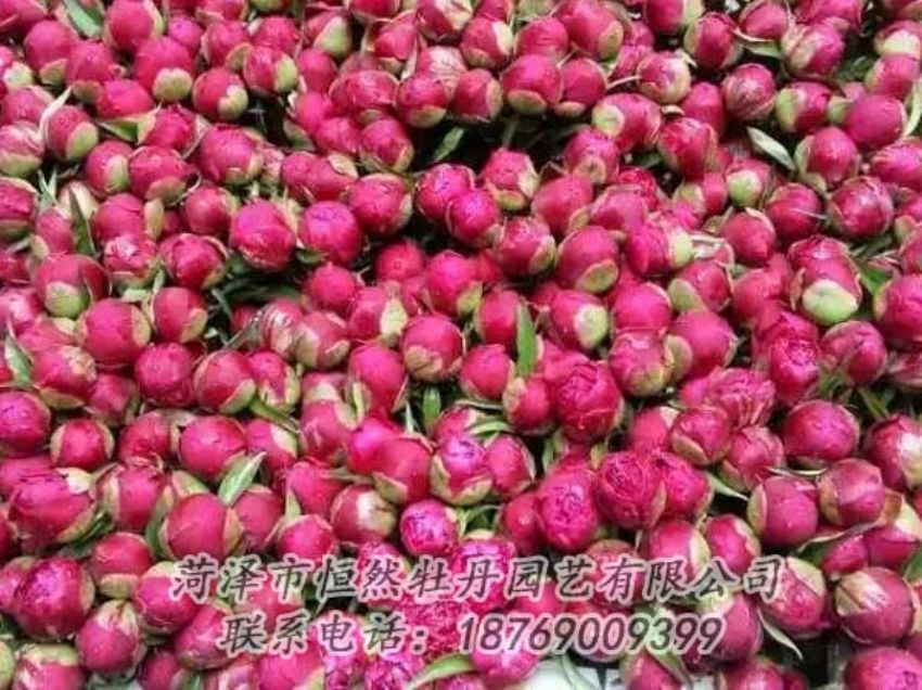 點(diǎn)擊查看詳細(xì)信息<br>標(biāo)題：芍藥切花 閱讀次數(shù)：2076