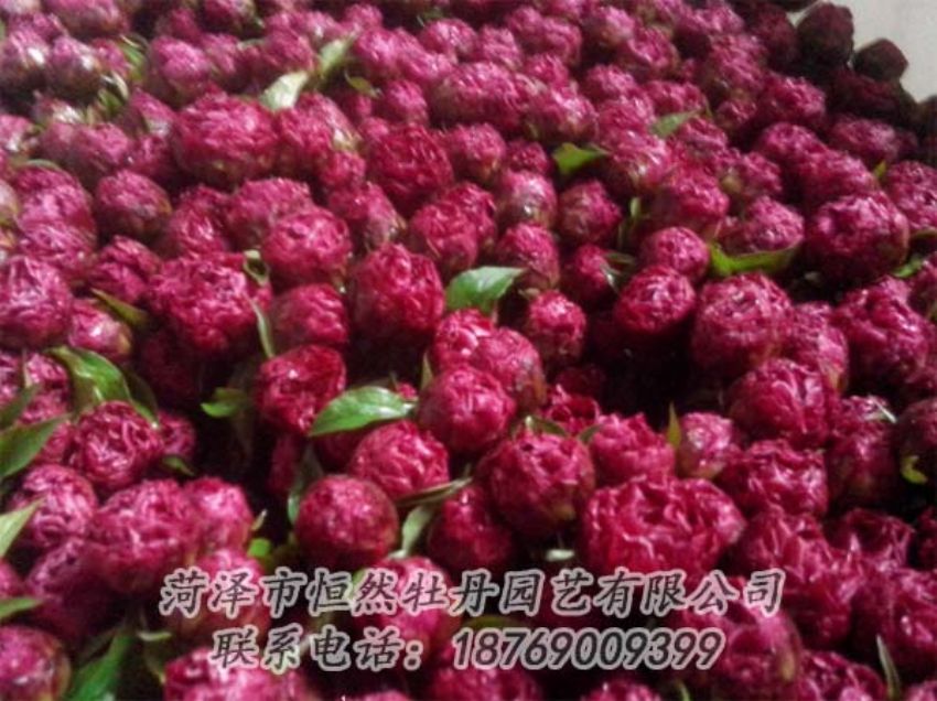 點(diǎn)擊查看詳細(xì)信息<br>標(biāo)題：芍藥切花 閱讀次數(shù)：1927