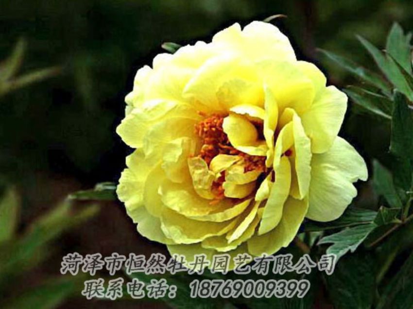 點(diǎn)擊查看詳細(xì)信息<br>標(biāo)題：黃色牡丹 閱讀次數(shù)：1762