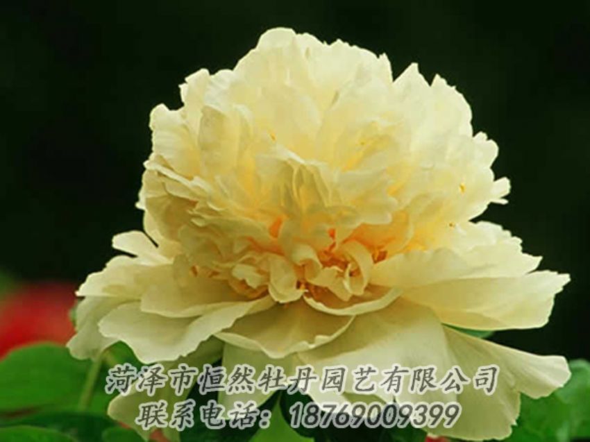 點(diǎn)擊查看詳細(xì)信息<br>標(biāo)題：黃色牡丹 閱讀次數(shù)：1853