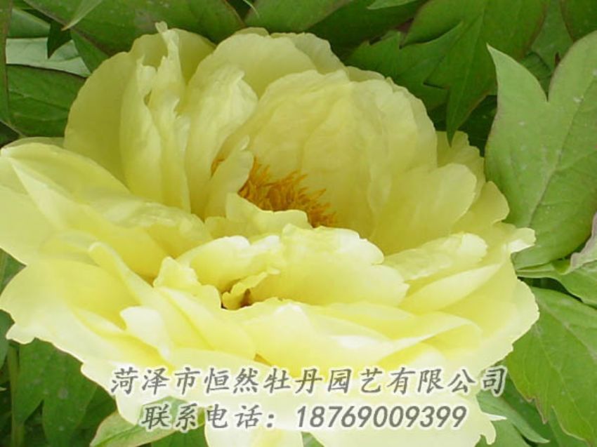 點擊查看詳細(xì)信息<br>標(biāo)題：黃色牡丹 閱讀次數(shù)：1881