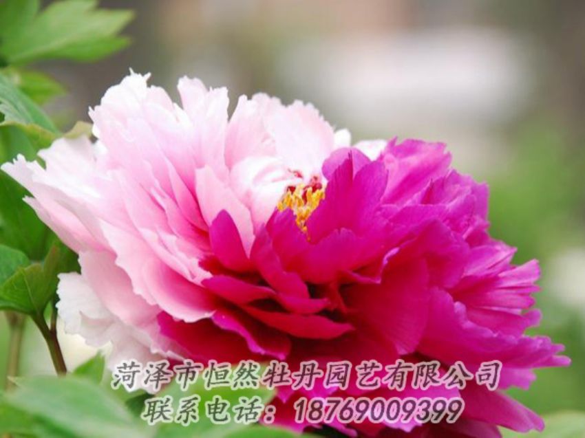 點(diǎn)擊查看詳細(xì)信息<br>標(biāo)題：花二喬 閱讀次數(shù)：1913