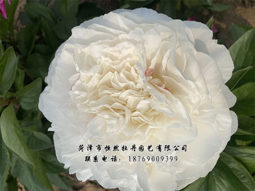 點(diǎn)擊查看詳細(xì)信息<br>標(biāo)題：進(jìn)口芍藥 閱讀次數(shù)：330