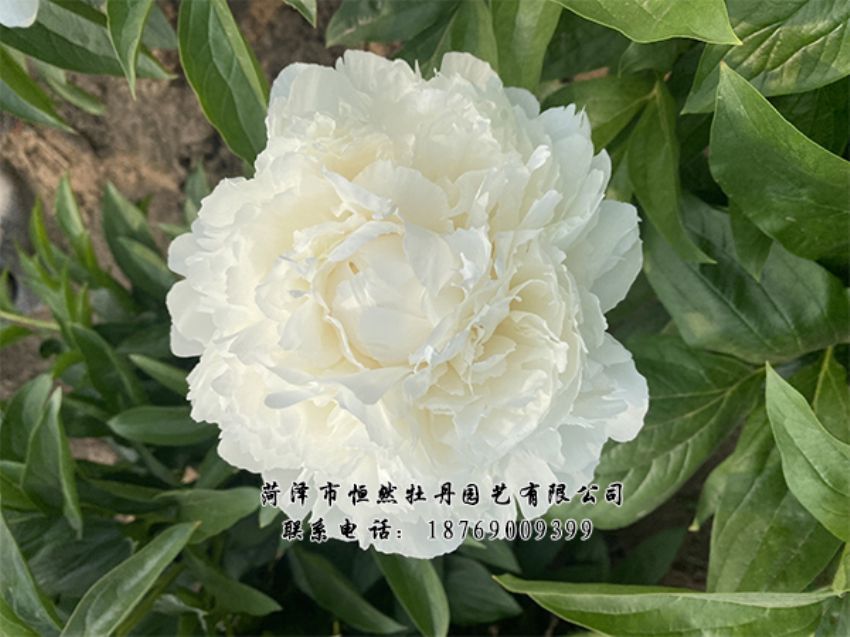 點(diǎn)擊查看詳細(xì)信息<br>標(biāo)題：進(jìn)口芍藥 閱讀次數(shù)：315