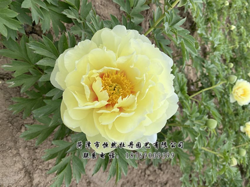 點(diǎn)擊查看詳細(xì)信息<br>標(biāo)題：進(jìn)口芍藥 閱讀次數(shù)：281