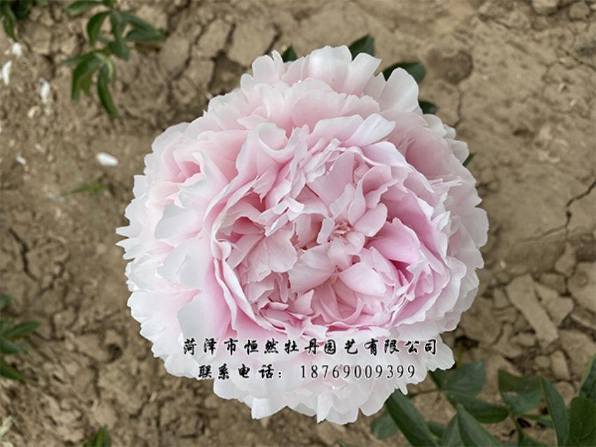 點(diǎn)擊查看詳細(xì)信息<br>標(biāo)題：進(jìn)口芍藥 閱讀次數(shù)：295