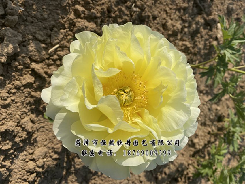 點(diǎn)擊查看詳細(xì)信息<br>標(biāo)題：進(jìn)口芍藥 閱讀次數(shù)：306